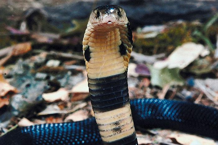 Cobra with hood expanded on forest floor, illustrating surprising lifesaving facts about snakes.