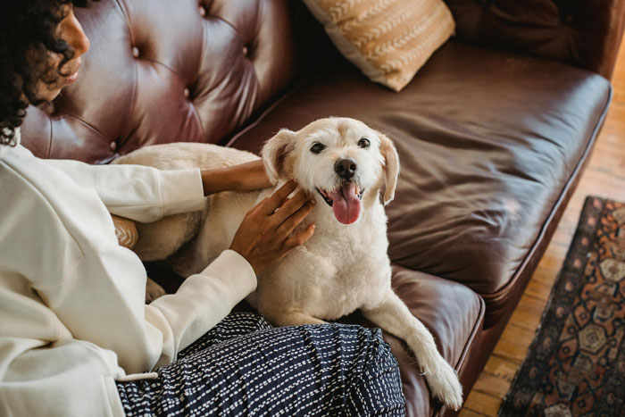 Person petting a happy dog on a couch, illustrating care and companionship.
