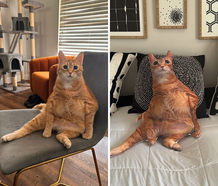 Ginger cat sitting humorously on a chair and a pillow, bringing laughter in everyday life.