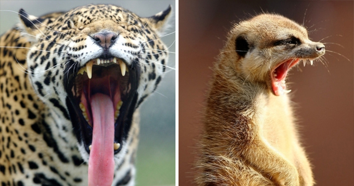 27 Funny Photos That Prove Animals Can Catch Your Yawn