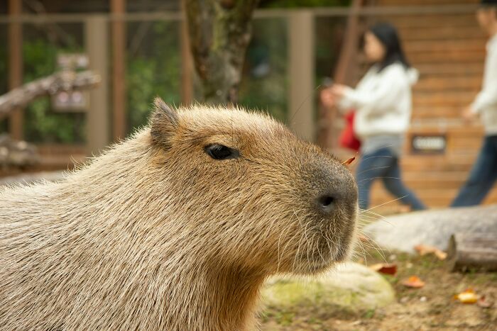 Capybara in foreground, with tourists walking by, illustrating a common disappointing tourist experience.