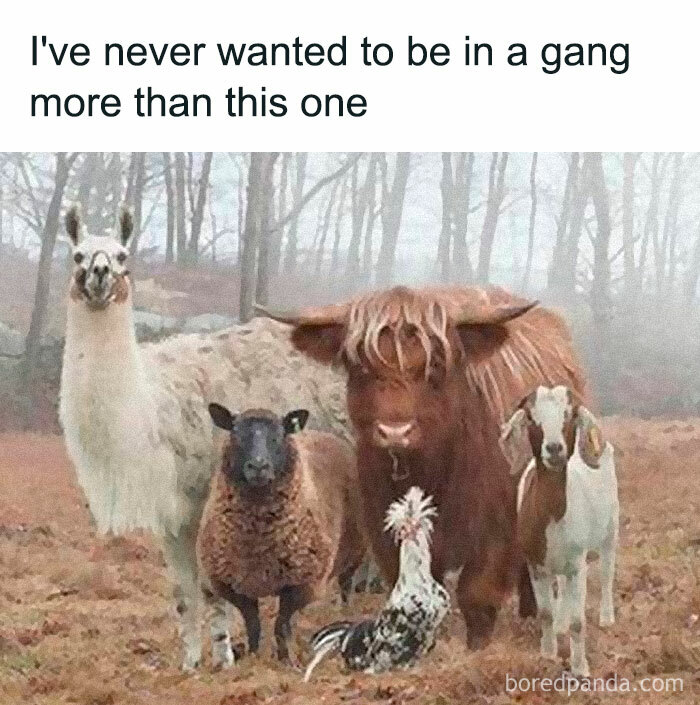 A llama, sheep, highland cow, rooster, and goat standing together in a forest clearing, humorously grouped as a gang.