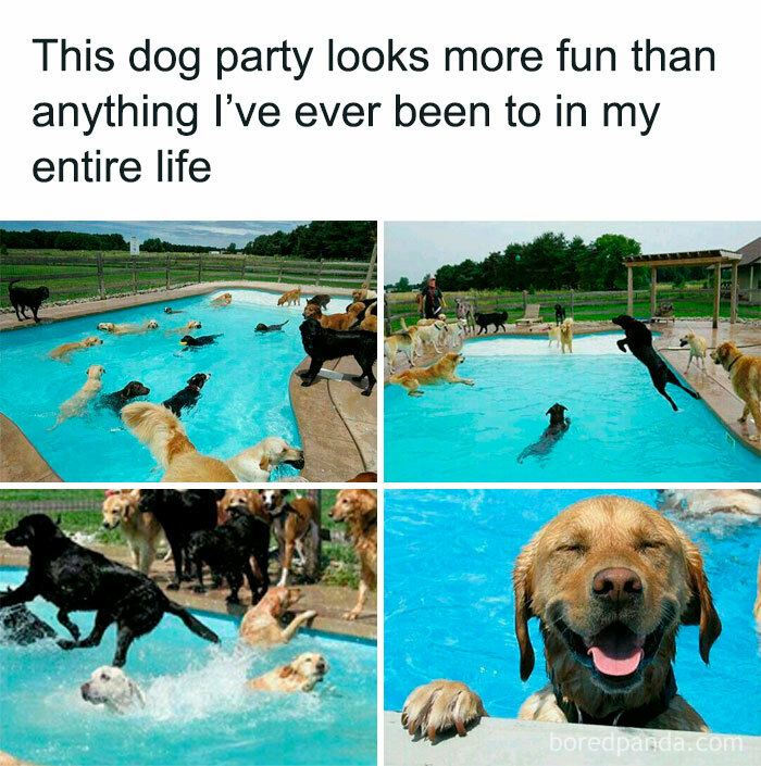 Dogs enjoy a pool party, showcasing funny and relatable moments with various breeds jumping and swimming.