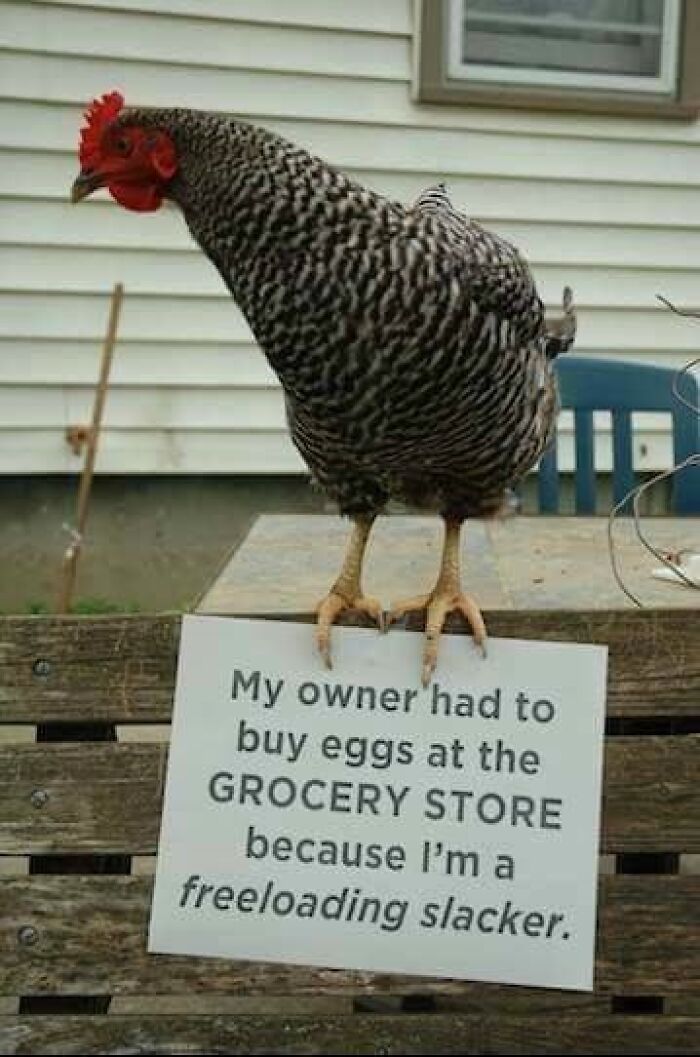 Chicken standing on a sign with a funny sarcastic message about being a freeloader at the grocery store.