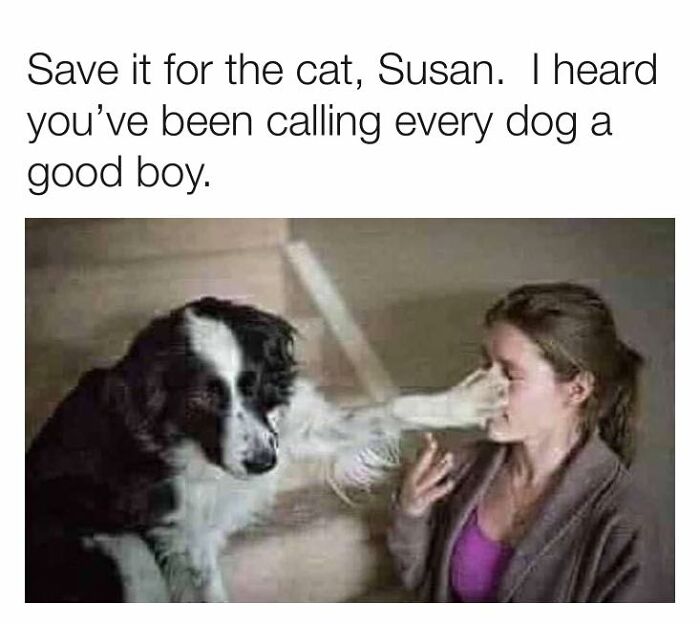 A dog humorously puts its paw on a woman's face, displaying sarcasm in a funny meme about dogs and cats.