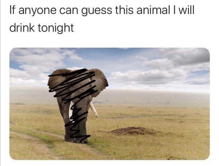 Elephant with scribbles on its body in a field, with text about guessing the animal for a funny and sarcastic meme.