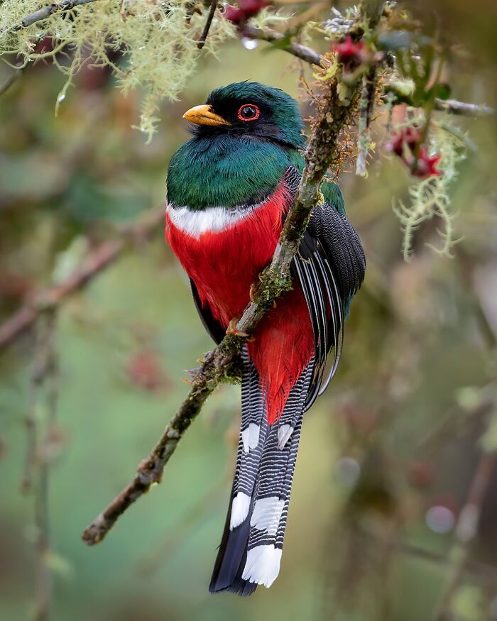 Tropical bird with vibrant plumage perched on a branch, demonstrating captivating wildlife photography.