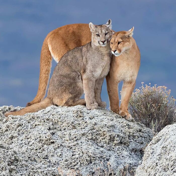 Two cougars nuzzling on a rocky outcrop, showcasing captivating wildlife photography.