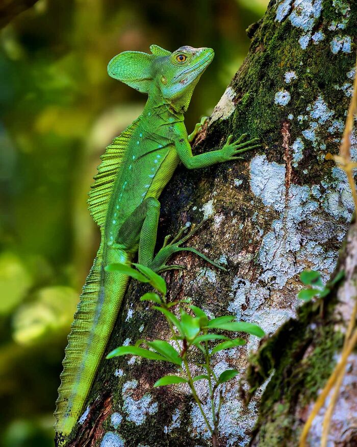 Green lizard on tree in captivating wildlife photography.
