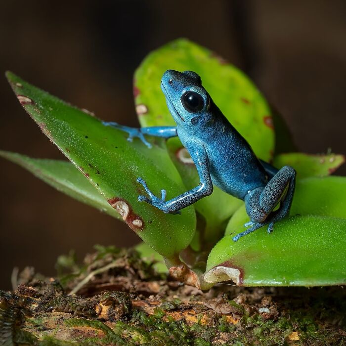 Blue frog perched on bright green leaves, showcasing captivating wildlife photography.