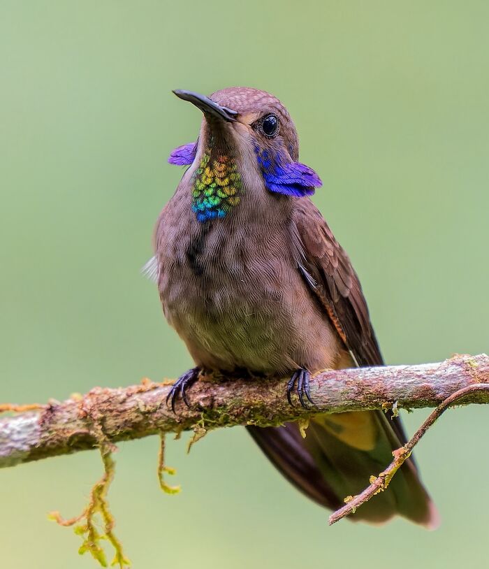 A colorful hummingbird perched on a branch, captured in vivid wildlife photography.