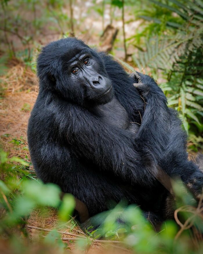 Gorilla sitting in a forest environment, captured in wildlife photography by Ignacio Yúfera.
