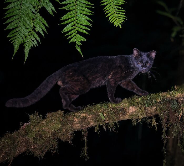 Black wild cat walking on a mossy branch at night, captured in stunning wildlife photography.