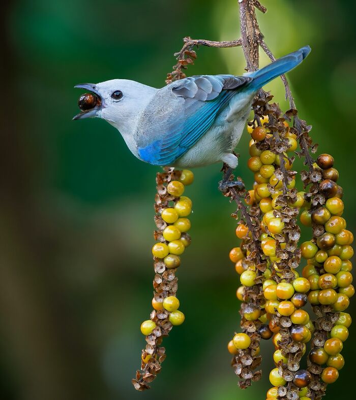 A blue bird eating berries, showcasing captivating wildlife photography.