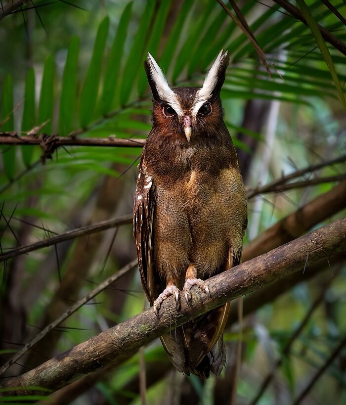 Captivating wildlife photography featuring a brown owl with striking white tufts, perched on a branch amid lush greenery.