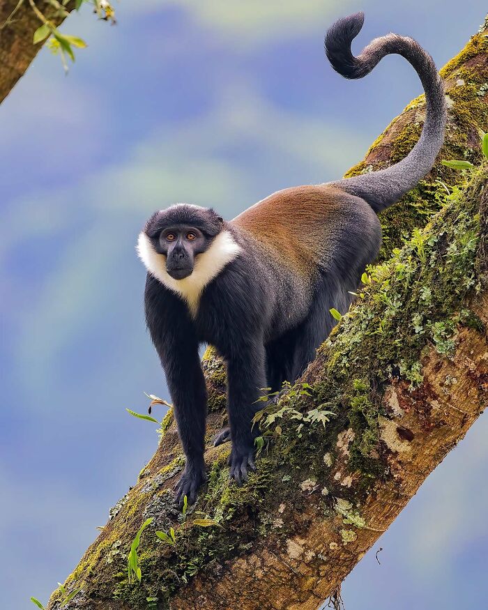 Captivating wildlife photography of a monkey on a tree branch by Ignacio Yúfera.