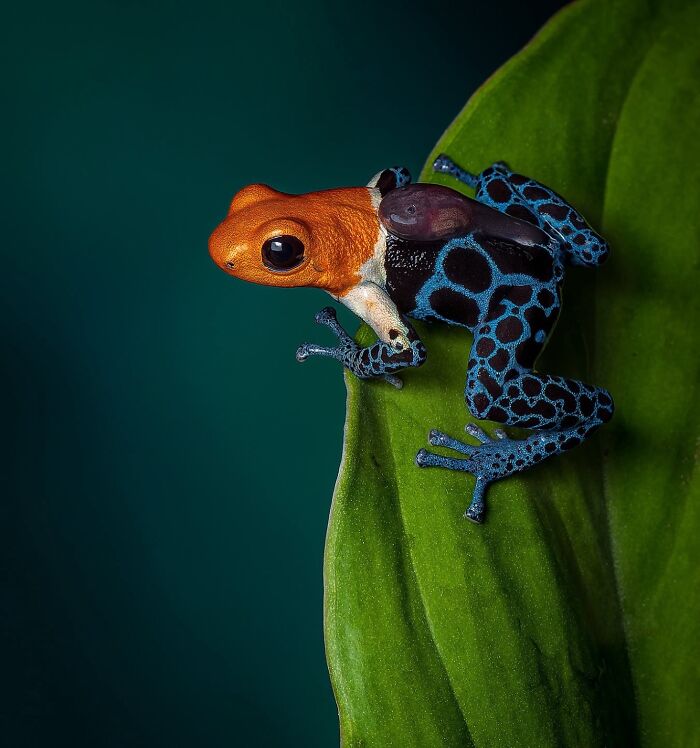 Colorful frog perched on a green leaf, captured in stunning wildlife photography.