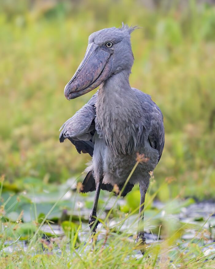 Shoebill stork standing in lush wetland, captured in wildlife photography, displaying distinctive gray plumage and large beak.