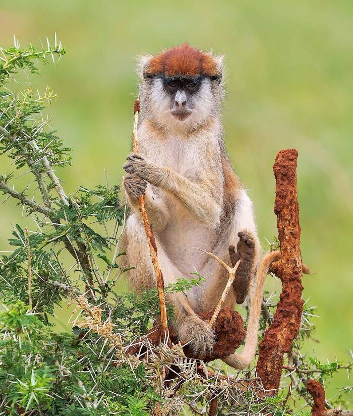Patas monkey in the wild, captured in Ignacio Yúfera's captivating wildlife photography.