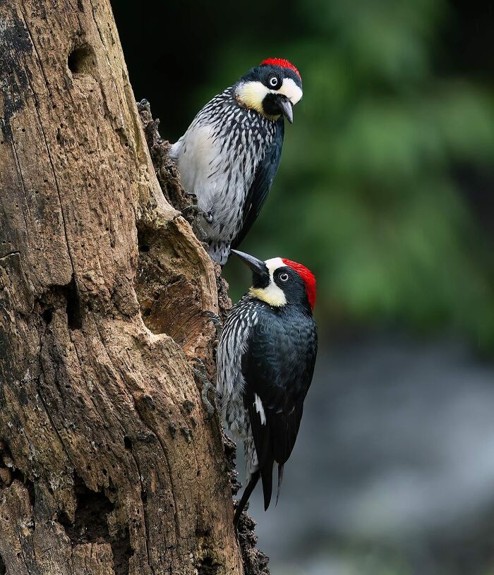 Two woodpeckers on a tree in captivating wildlife photography.
