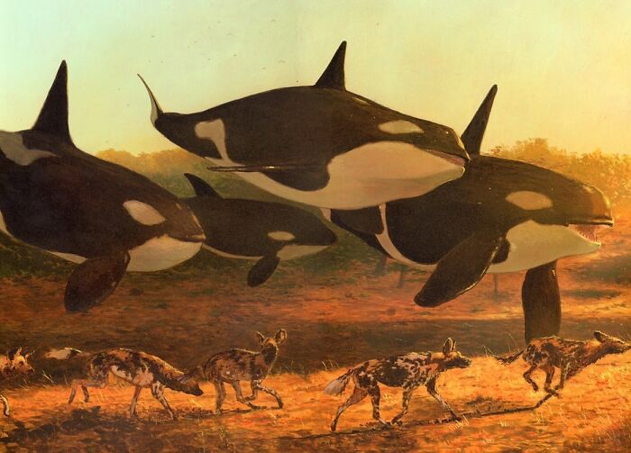 Surreal painting of orcas in a savannah landscape alongside wild dogs, showcasing animals in unexpected settings.