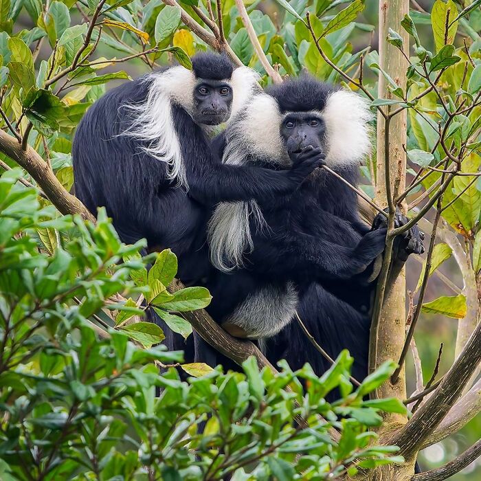 Two colobus monkeys perched in a tree, showcasing captivating wildlife photography.