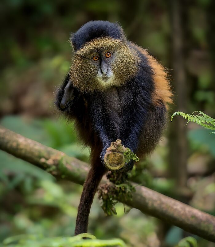 A golden monkey perched on a branch in a forest, captured in wildlife photography.