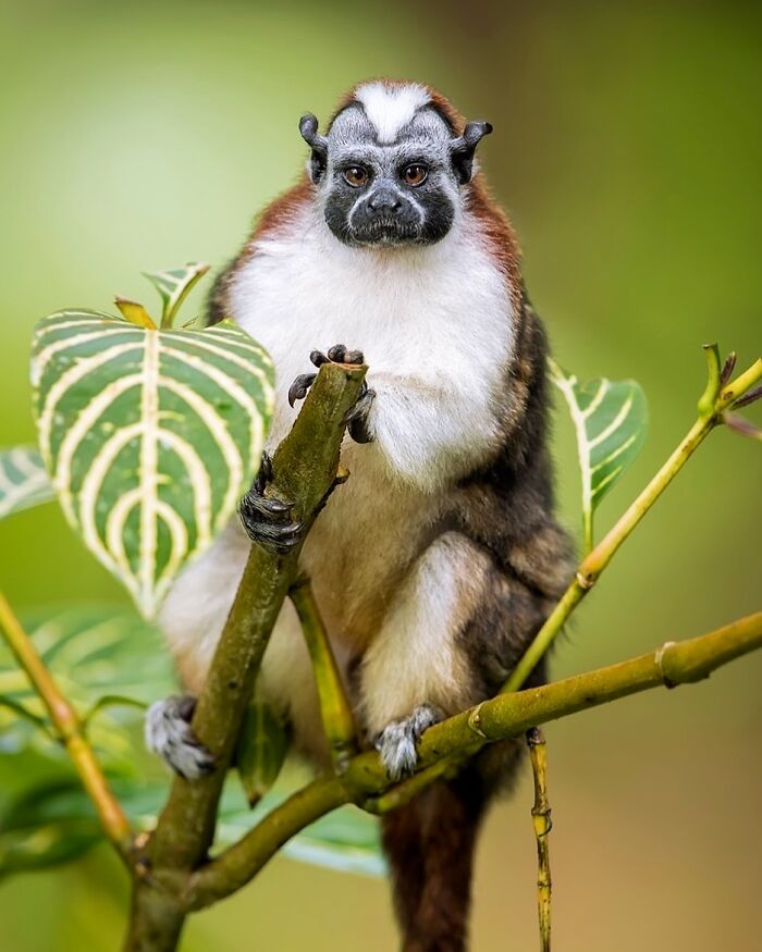 A monkey perched on a branch in a stunning wildlife photograph by Ignacio Yúfera.