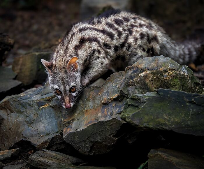 A genetta gracefully perched on rocks, captured in captivating wildlife photography.