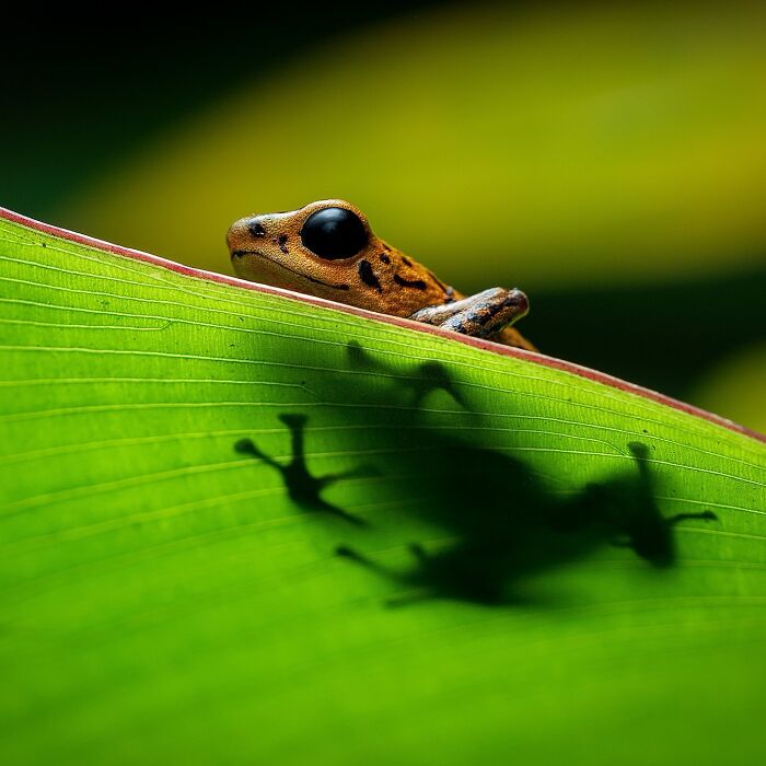 Frog's shadow on a green leaf in Ignacio Yúfera's wildlife photography.