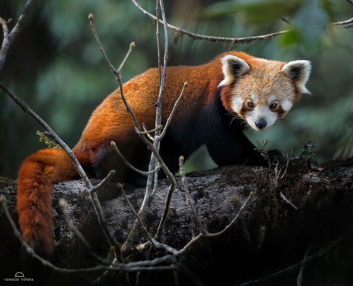 Red panda captured in a tree by Ignacio Yúfera, showcasing captivating wildlife photography.