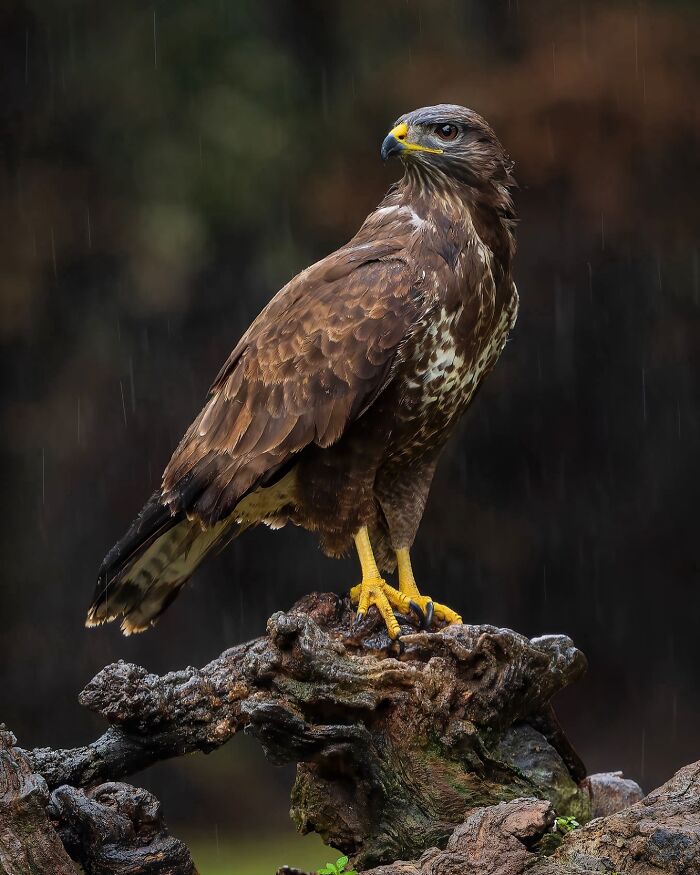 Wildlife photography of a majestic brown eagle perched on a log in the rain.