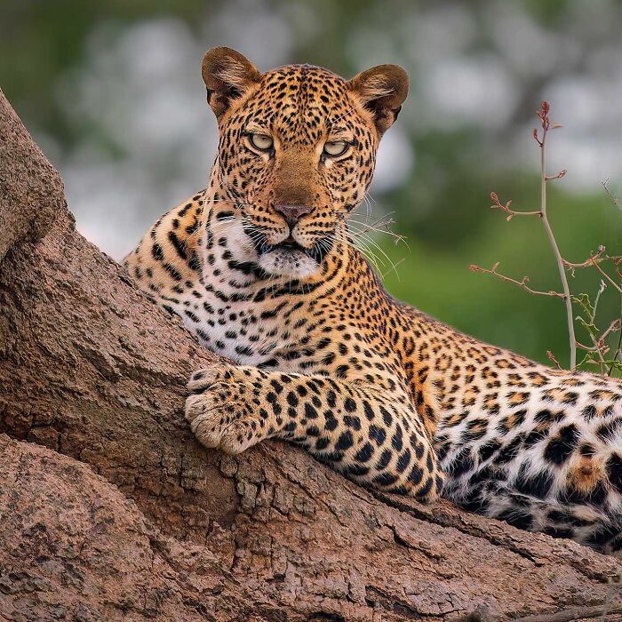 A leopard lounging on a tree branch, showcasing captivating wildlife photography.