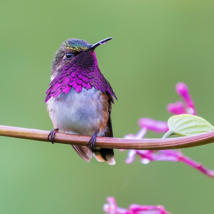 A vibrant hummingbird with purple plumage perched on a branch, showcasing captivating wildlife photography.