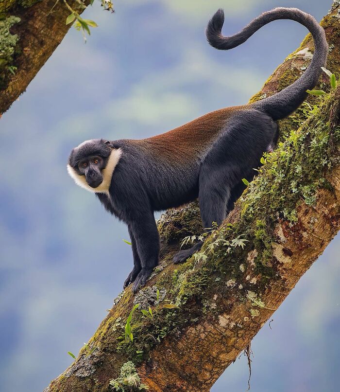 Monkey perched on a moss-covered tree branch in wildlife photography.