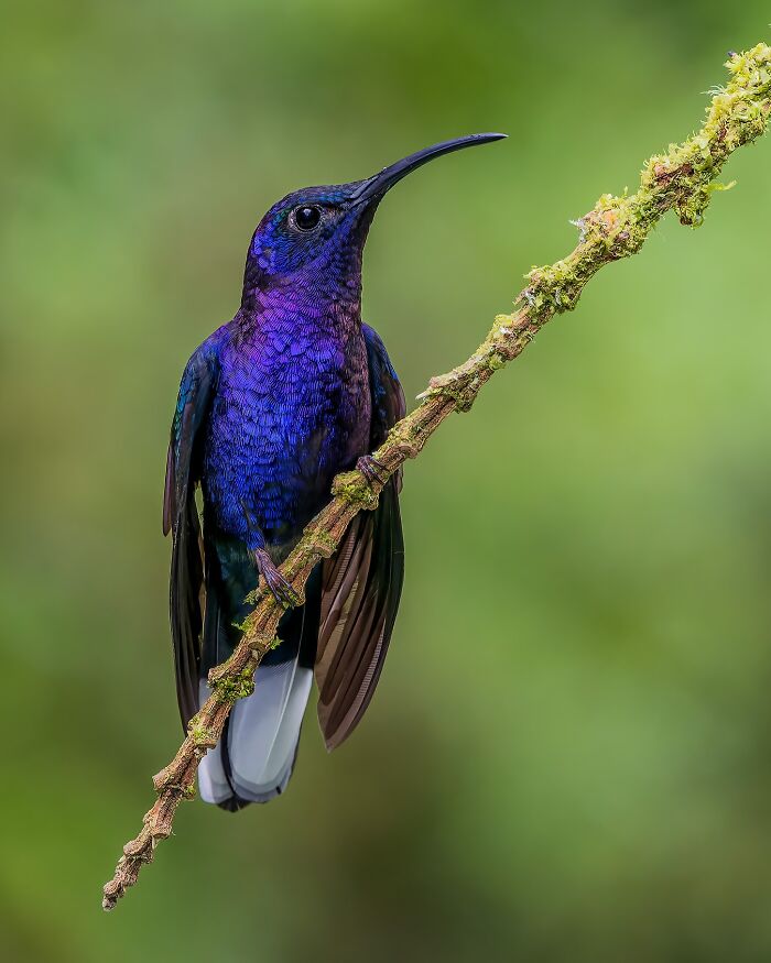 A vibrant purple hummingbird perched on a moss-covered branch, showcasing captivating wildlife photography.