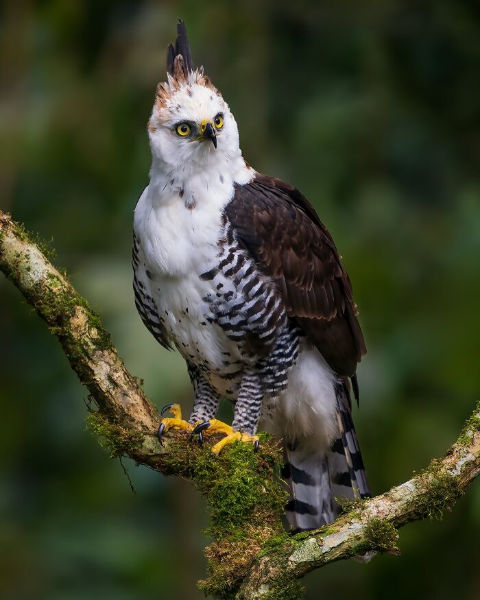 Wildlife photography of a majestic bird of prey on a mossy branch, showcasing nature's beauty.