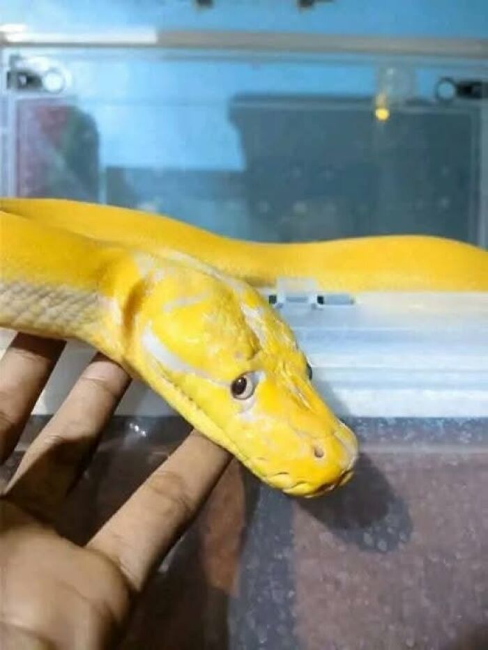 Yellow snake on a hand, brows furrowed, creating a hilarious animal moment.