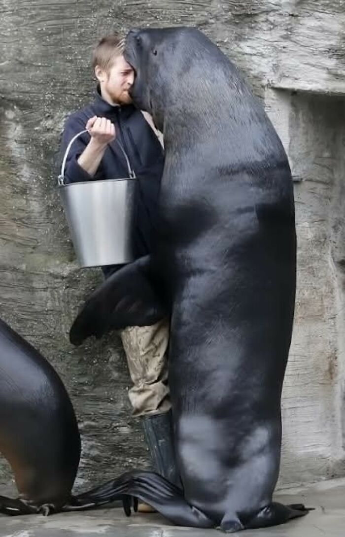 A person entertaining a giant sea lion embracing them, holding a bucket in an amusing animal moment.