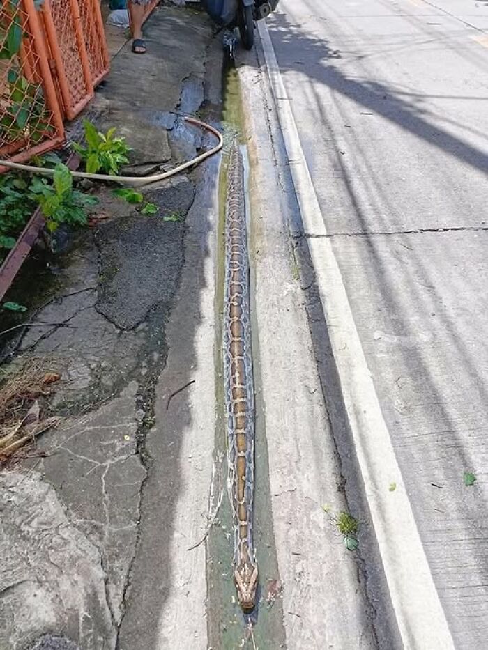 A long snake stretches through a roadside gutter, showcasing a hilarious animal moment.