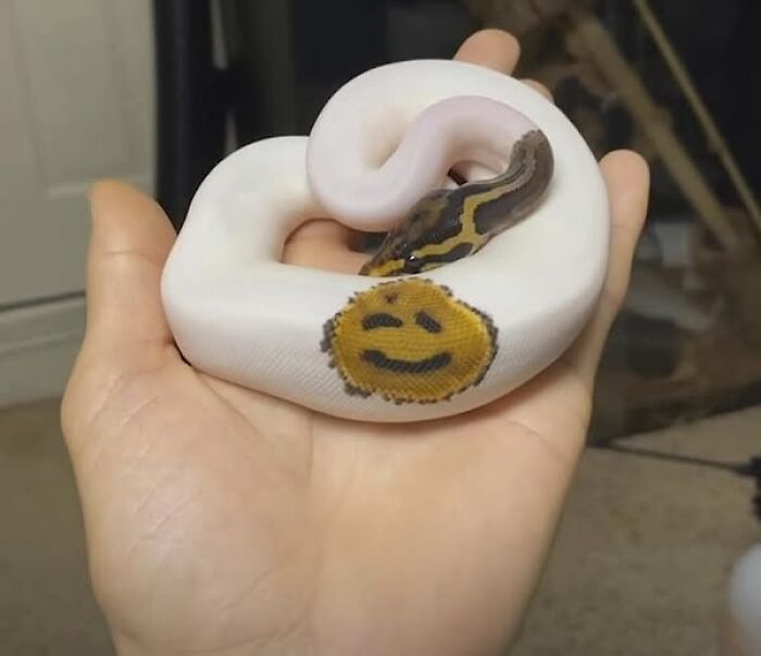 Smiling emoji on a snake's body, resting on a person's hand, showcasing important animal images.