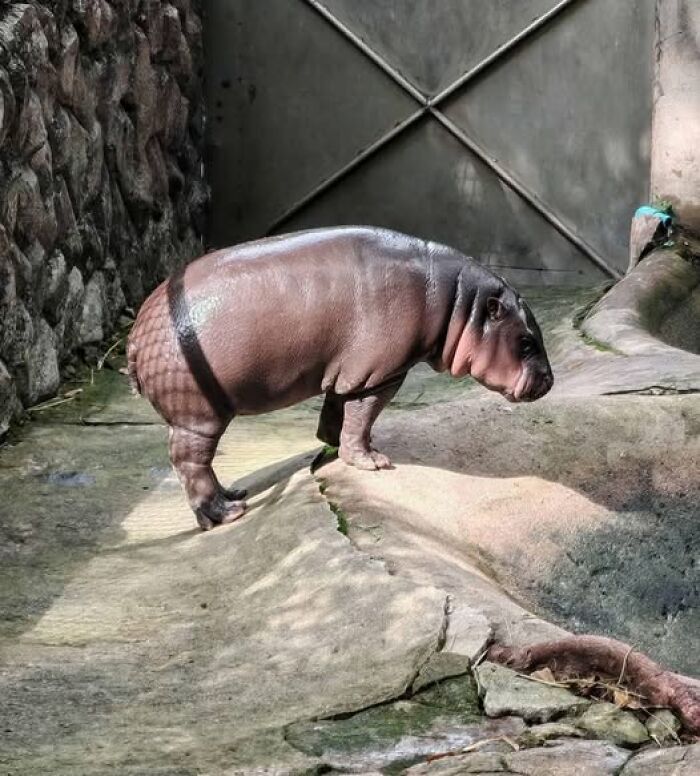 A small hippo hilariously standing on a slope in a zoo enclosure, showcasing an amusing moment in animal imagery.