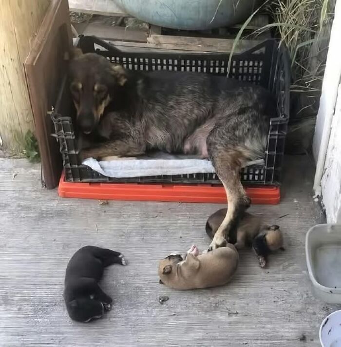 Dog resting in a crate with puppies sleeping around it on the floor, capturing a funny animal moment.