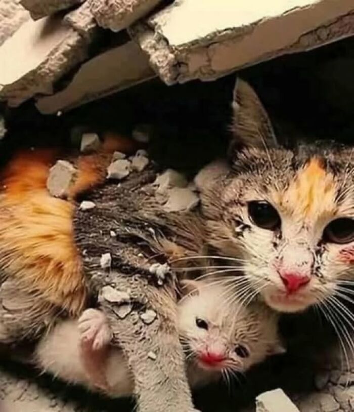 Cat and kitten covered in debris, peeking out from rubble, showcasing an important animal image moment.