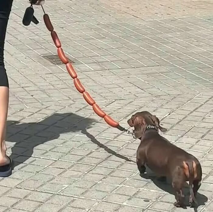 Dachshund leashed with linked sausages, highlighting a hilarious animal moment on a sunny sidewalk.