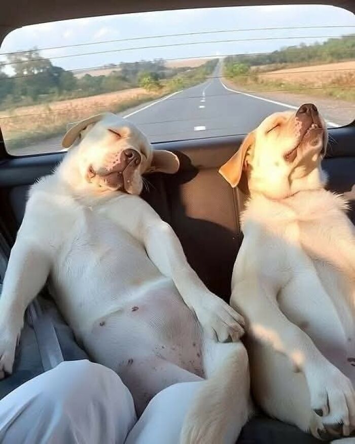 Two dogs asleep in a car's backseat, capturing a hilarious moment on camera during a road trip.