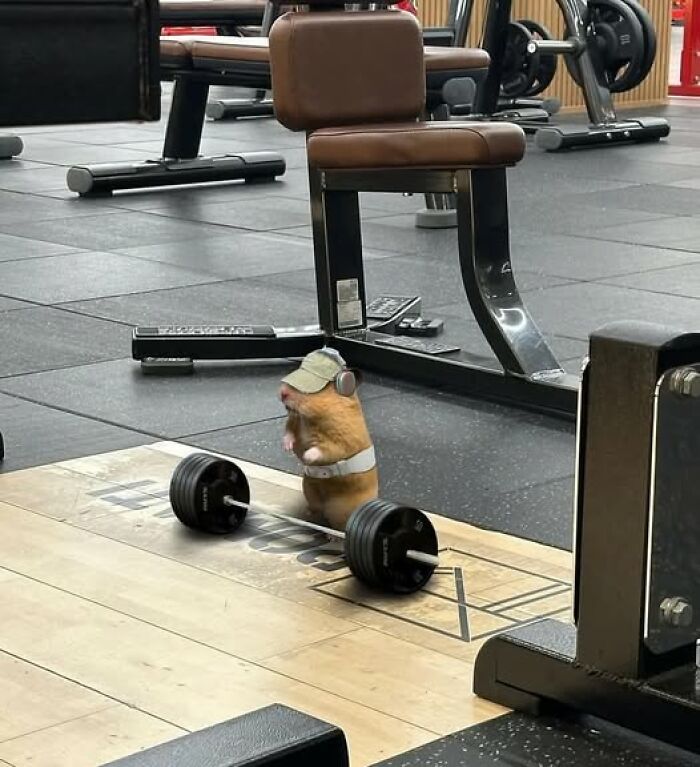 A hamster in a gym, wearing a cap and lifting weights, capturing a hilarious moment of important animal images.