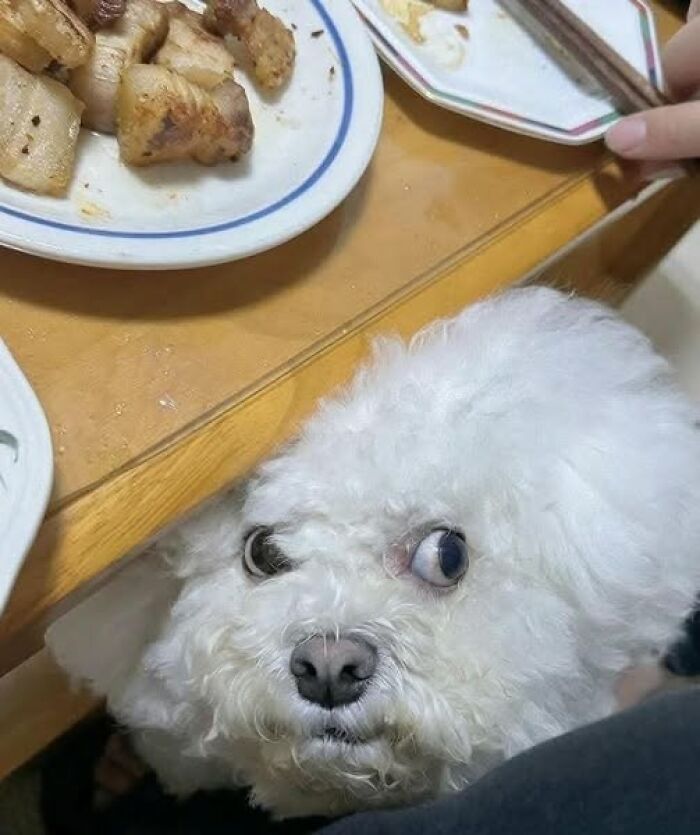 Fluffy dog looking up at food on table, capturing a hilarious animal moment.