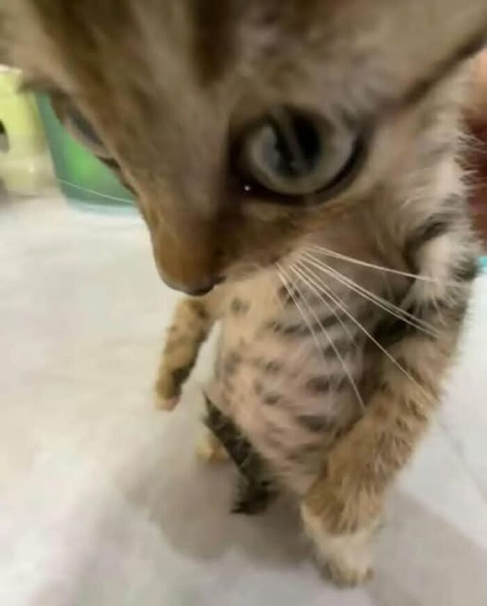 Close-up of a curious kitten standing on hind legs, looking down, showcasing an important animal image.