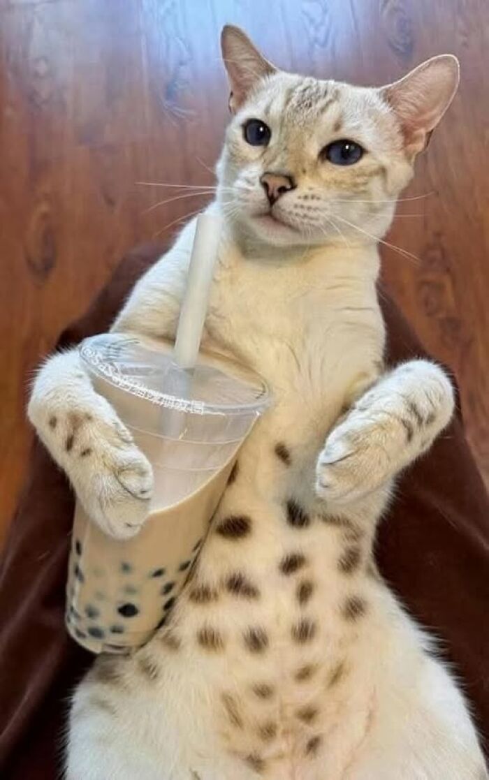 Cat holding bubble tea, relaxed pose, adorable animal moment captured.